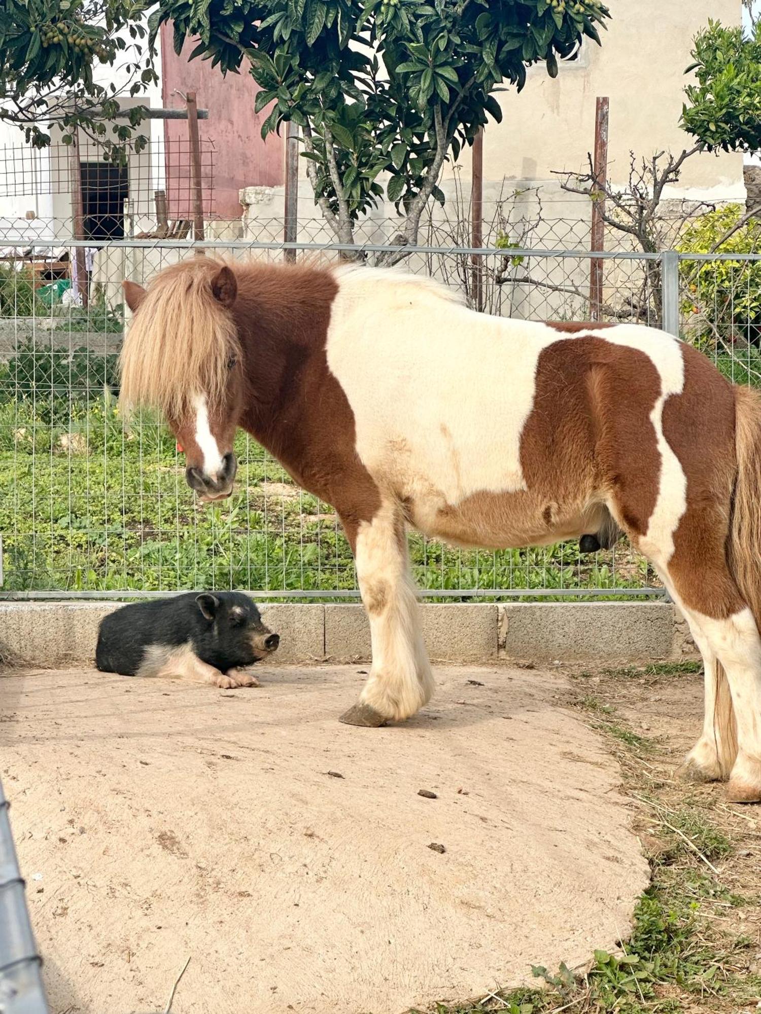 Willa La Quinta Da Liberdade - Ferme De Charme En Algarve Pechão Zewnętrze zdjęcie
